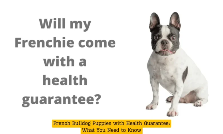 French Bulldog Puppies with Health Guarantee: What You Need to Know