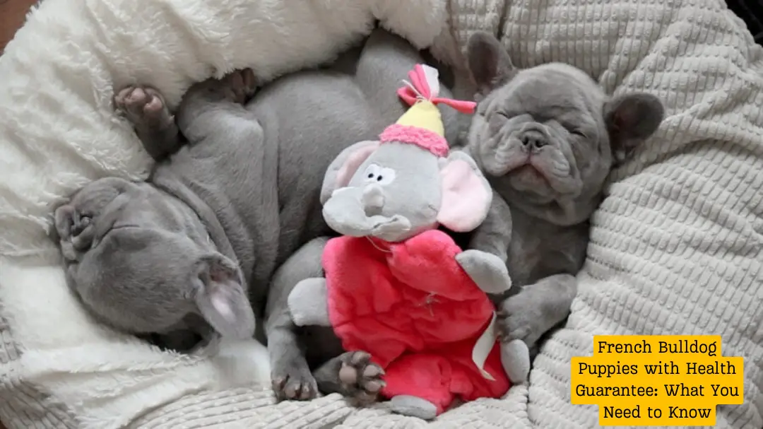 French Bulldog Puppies with Health Guarantee: What You Need to Know